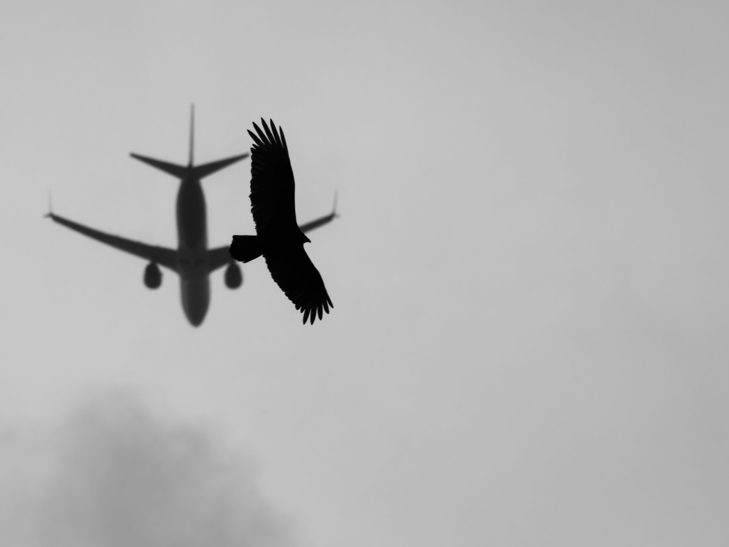 P4192263
