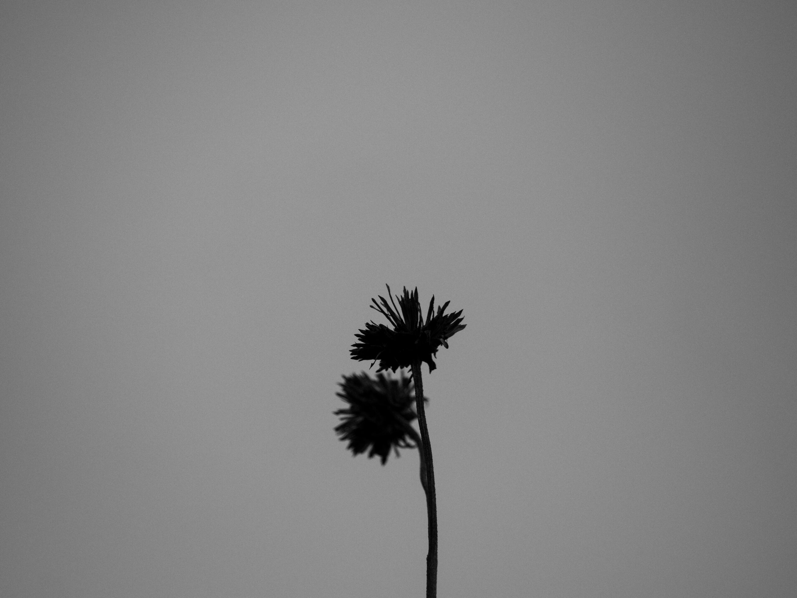 P4301273