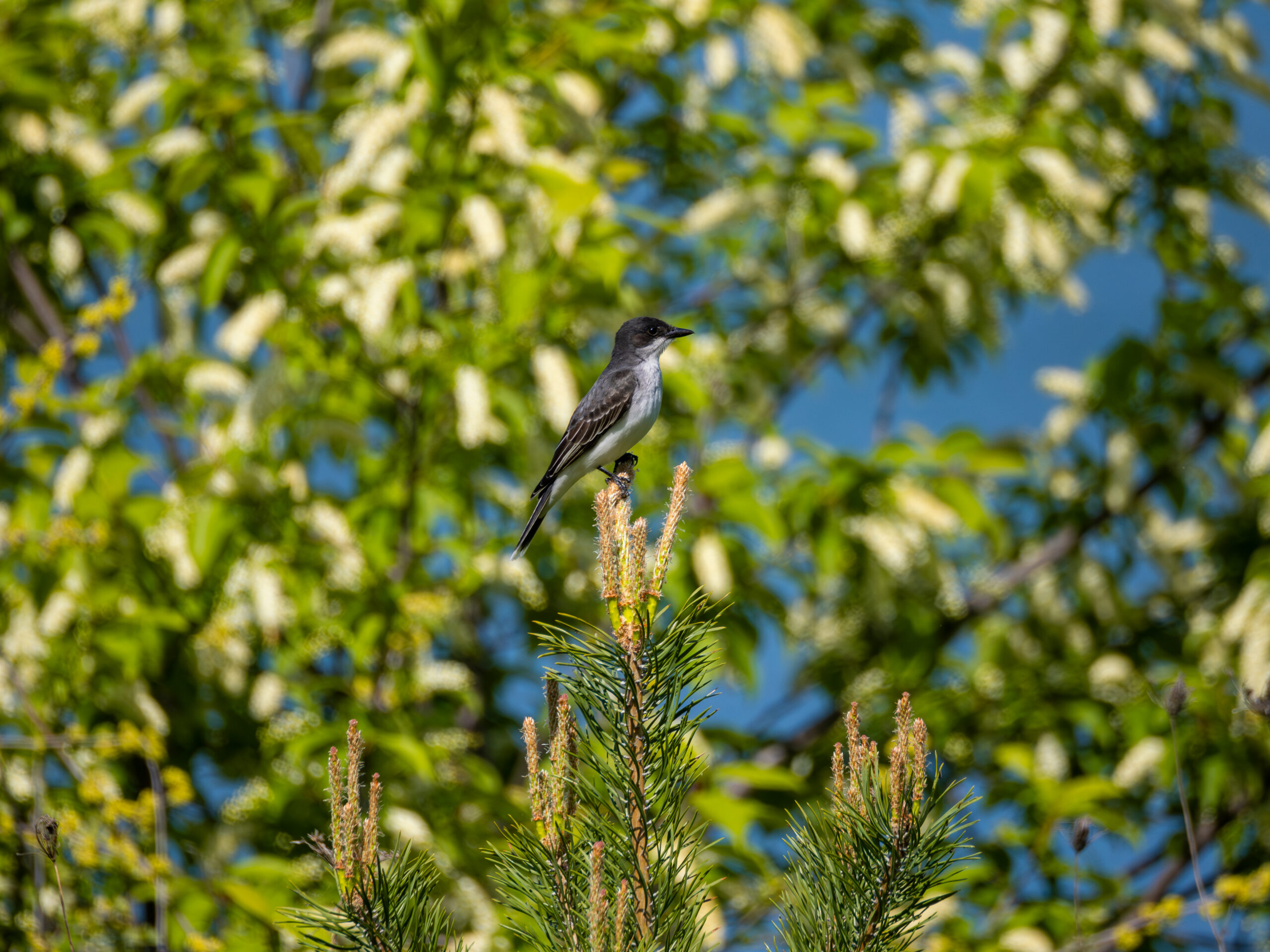 P5312569