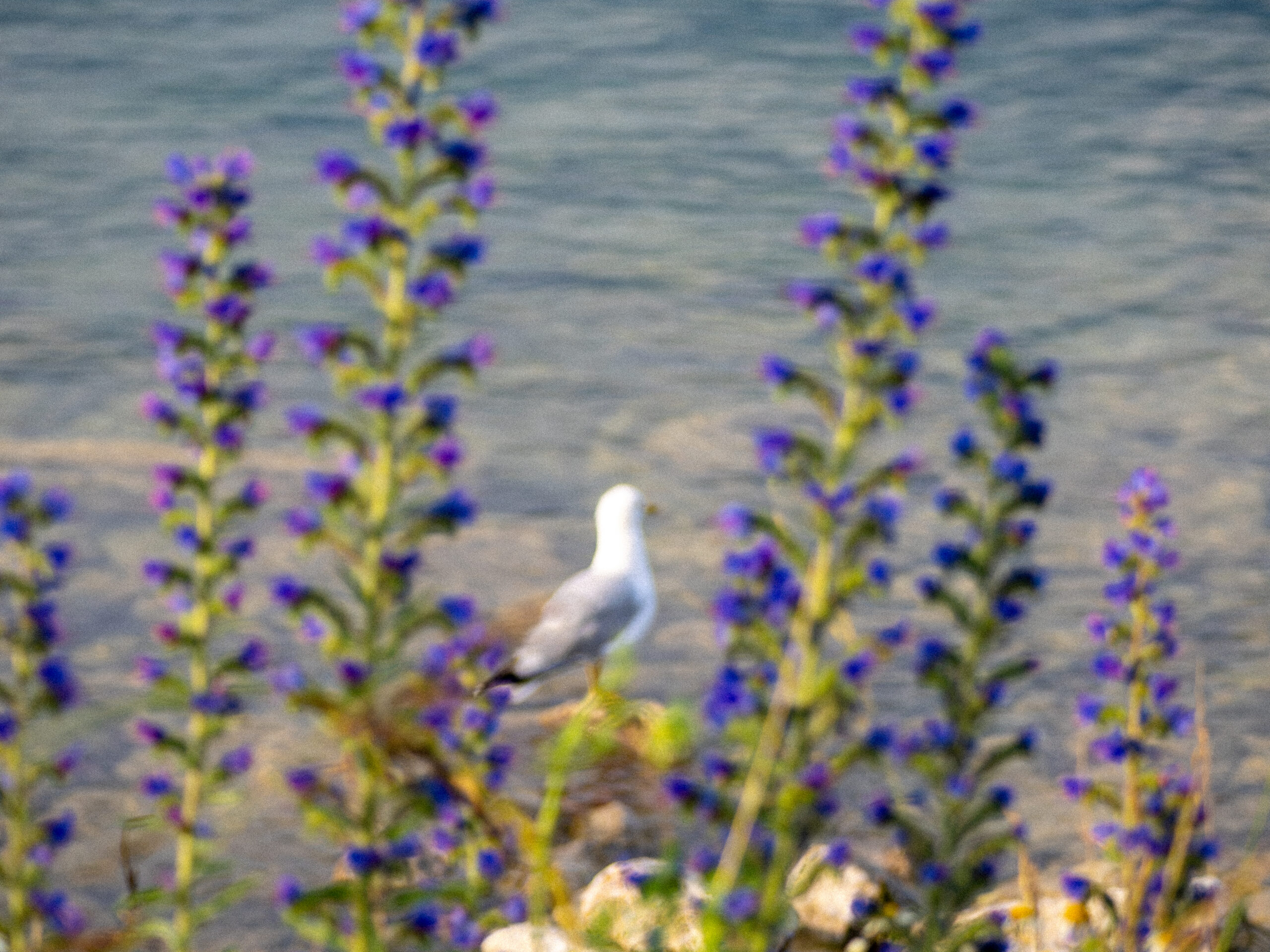 P7040446